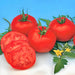 Moscow, Tomato, - BoxGardenSeedsLLC -Abundant Stock SALE - Seeds