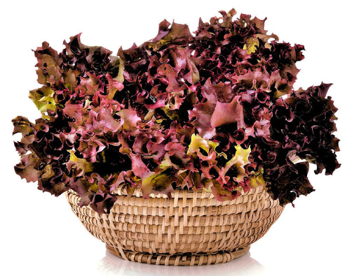 Red Tango, Lettuce, -- BoxGardenSeedsLLC -Lettuce - Seeds