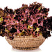 Red Tango, Lettuce, - BoxGardenSeedsLLC -Lettuce - Seeds