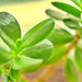 Green Purslane, Purslane - BoxGardenSeedsLLC -Gourmet/Native Greens - Seeds