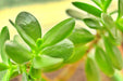 Green Purslane, Purslane -- BoxGardenSeedsLLC -Gourmet/Native Greens - Seeds