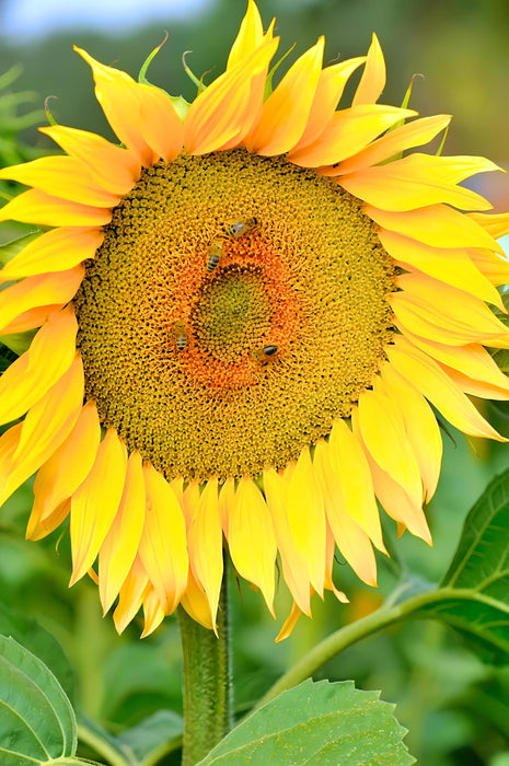 Sunspot Dwarf, Sunflower, - BoxGardenSeedsLLC -Culinary/Medicinal Herbs - Seeds