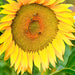 Sunspot Dwarf, Sunflower, - BoxGardenSeedsLLC -Culinary/Medicinal Herbs - Seeds