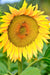 Sunspot Dwarf, Sunflower, -- BoxGardenSeedsLLC -Culinary/Medicinal Herbs - Seeds