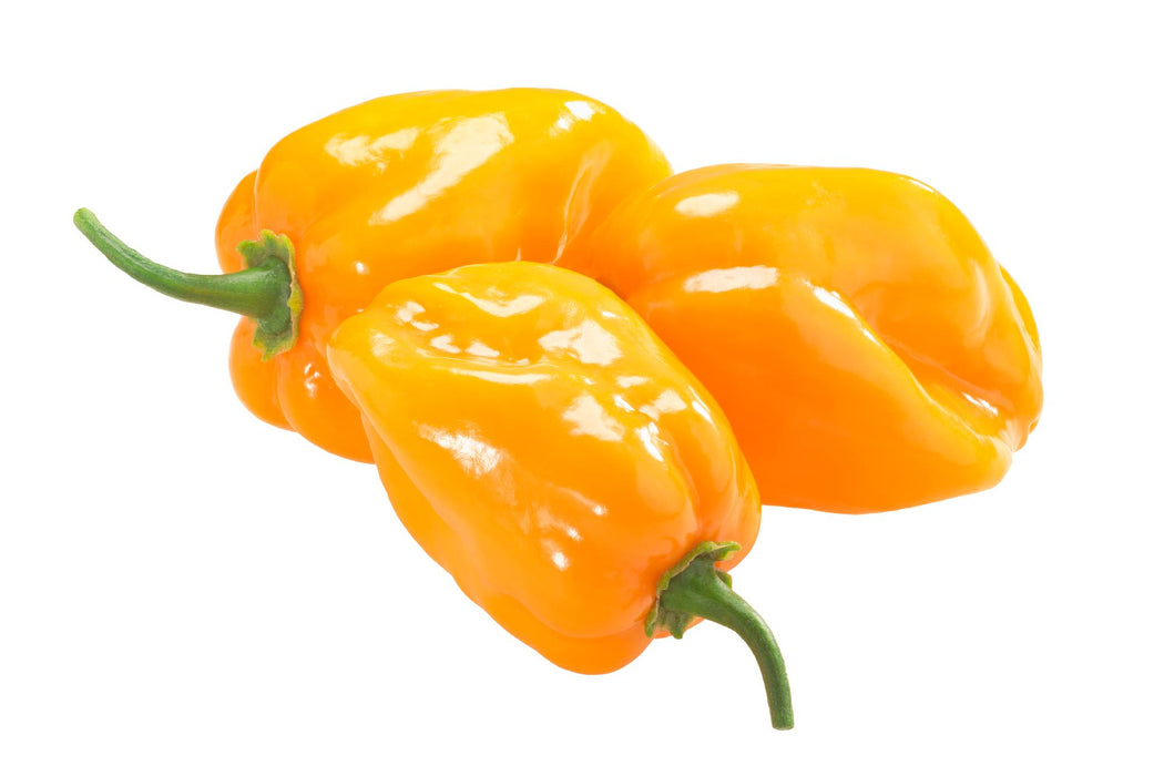 Yellow Caribbean Habanero, Hot Pepper, - BoxGardenSeedsLLC -Peppers,Eggplants - Seeds