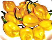 Caribbean Yellow Habanero, Hot Pepper - BoxGardenSeedsLLC - Peppers,Eggplants - Seeds - USA Seller, Thank you for shopping here today, Naturally Grown GMO Free Seeds, Heirloom Open Pollinated Seeds, Fresh Top Quality Premium Seeds