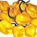 Yellow Caribbean Habanero, Hot Pepper, - BoxGardenSeedsLLC -Peppers,Eggplants - Seeds