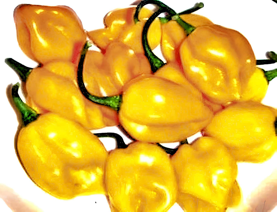 Yellow Caribbean Habanero, Hot Pepper, - BoxGardenSeedsLLC -Peppers,Eggplants - Seeds