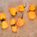 Yellow Caribbean Habanero, Hot Pepper, - BoxGardenSeedsLLC -Peppers,Eggplants - Seeds