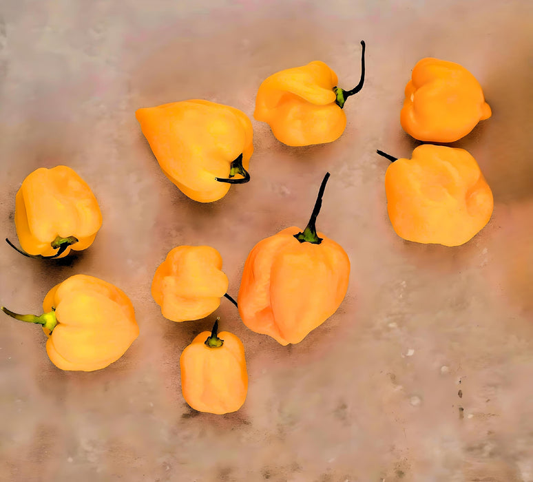 Yellow Caribbean Habanero, Hot Pepper, - BoxGardenSeedsLLC -Peppers,Eggplants - Seeds