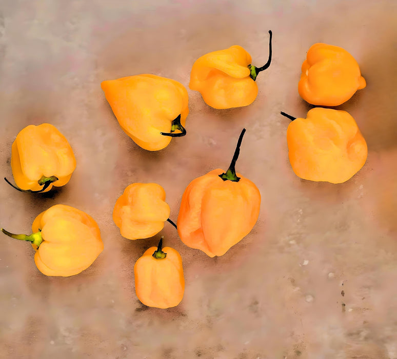 Yellow Caribbean Habanero, Hot Pepper, -- BoxGardenSeedsLLC -Peppers,Eggplants - Seeds