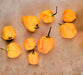 Yellow Caribbean Habanero, Hot Pepper, -- BoxGardenSeedsLLC -Peppers,Eggplants - Seeds