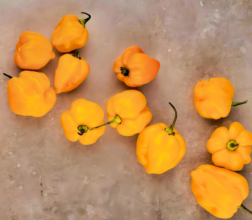 Yellow Caribbean Habanero, Hot Pepper, -- BoxGardenSeedsLLC -Peppers,Eggplants - Seeds