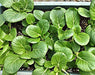 Pak Choy, Chinese Cabbage, -- BoxGardenSeedsLLC -Cabbage, Kale - Seeds