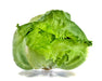 Coolguard, Lettuce - BoxGardenSeedsLLC - Lettuce - Seeds - USA Seller, Thank you for shopping here today, Naturally Grown GMO Free Seeds, Heirloom Open Pollinated Seeds, Fresh Top Quality Premium Seeds