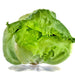 Coolguard, Lettuce, - BoxGardenSeedsLLC -Lettuce - Seeds