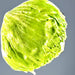 Coolguard, Lettuce, -- BoxGardenSeedsLLC -Lettuce - Seeds