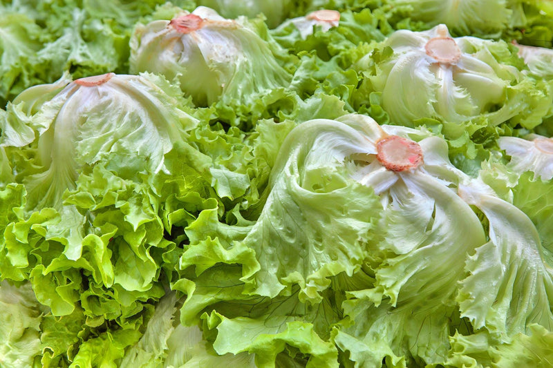 Coolguard, Lettuce - BoxGardenSeedsLLC - Lettuce - Seeds - USA Seller, Thank you for shopping here today, Naturally Grown GMO Free Seeds, Heirloom Open Pollinated Seeds, Fresh Top Quality Premium Seeds