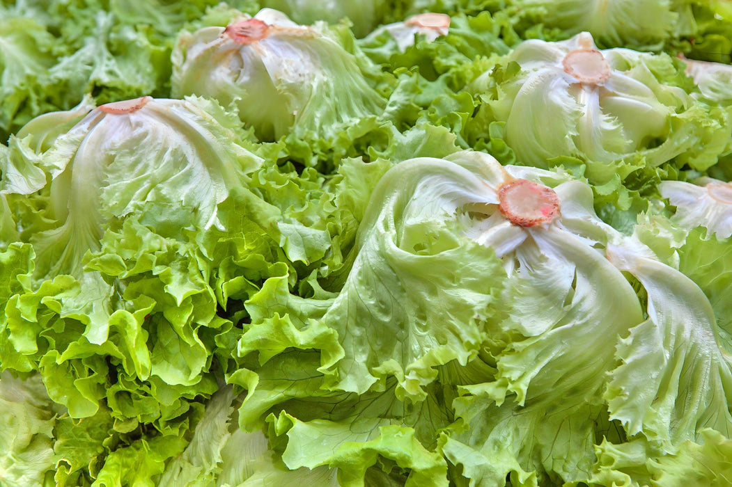 Coolguard, Lettuce, - BoxGardenSeedsLLC -Lettuce - Seeds