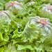 Coolguard, Lettuce, - BoxGardenSeedsLLC -Lettuce - Seeds