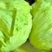 Coolguard, Lettuce, - BoxGardenSeedsLLC -Lettuce - Seeds