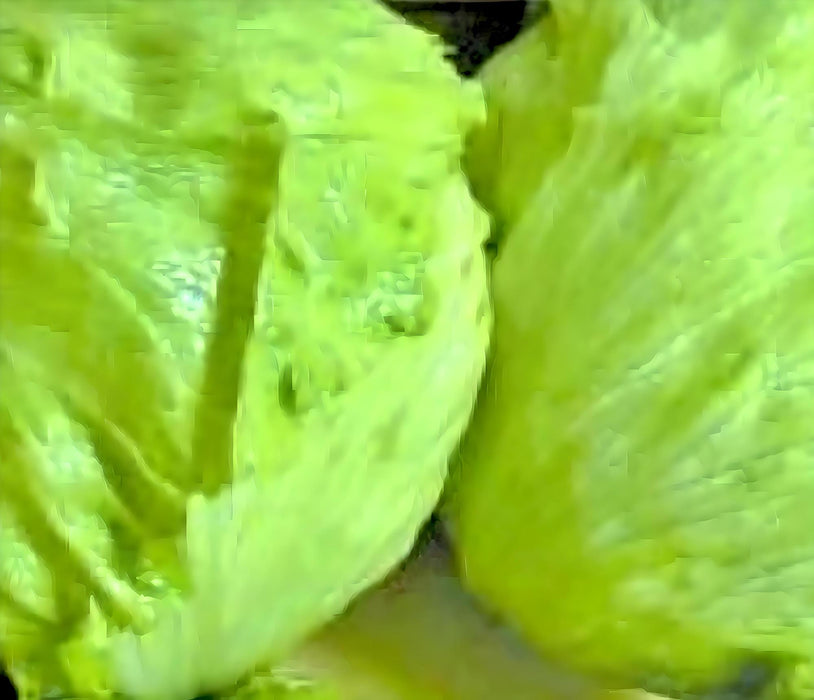 Coolguard, Lettuce, - BoxGardenSeedsLLC -Lettuce - Seeds