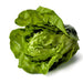 Tom Thumb, Lettuce, - BoxGardenSeedsLLC -Lettuce - Seeds