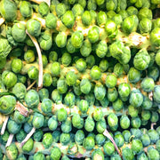 Long Island Improved, Brussel Sprouts - BoxGardenSeedsLLC - Broccoli,Cauliflower - Seeds - USA Seller, Thank you for shopping here today, Naturally Grown GMO Free Seeds, Heirloom Open Pollinated Seeds, Fresh Top Quality Premium Seeds