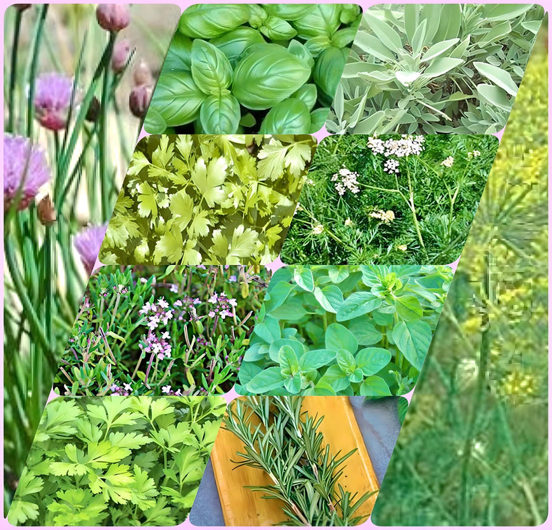 Heirloom Culinary Herb, Seed Collection - BoxGardenSeedsLLC - Culinary/Medicinal Herbs - Seeds - USA Seller, Thank you for shopping here today, Naturally Grown GMO Free Seeds, Heirloom Open Pollinated Seeds, Fresh Top Quality Premium Seeds