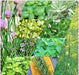 Heirloom Culinary Herb, Seed Kit, -- BoxGardenSeedsLLC -Culinary/Medicinal Herbs - Seeds