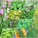 Heirloom Culinary Herb, Seed Kit, - BoxGardenSeedsLLC -Culinary/Medicinal Herbs - Seeds