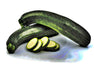 Black Beauty Zucchini, Summer Squash, -- BoxGardenSeedsLLC -Squash,Pumpkins - Seeds