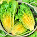 Little Caesar, Romaine Lettuce, - BoxGardenSeedsLLC -Lettuce - Seeds