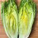 Little Caesar, Romaine Lettuce, - BoxGardenSeedsLLC -Lettuce - Seeds