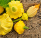 Summer Squash, Seed Kit, -- BoxGardenSeedsLLC -Squash,Pumpkins - Seeds