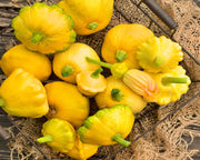 Summer Squash, Seed Collection - BoxGardenSeedsLLC - Squash,Pumpkins - Seeds - USA Seller, Thank you for shopping here today, Naturally Grown GMO Free Seeds, Heirloom Open Pollinated Seeds, Fresh Top Quality Premium Seeds