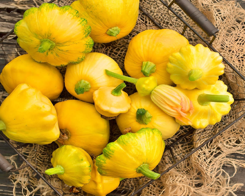 Summer Squash, Seed Collection - BoxGardenSeedsLLC - Squash,Pumpkins - Seeds - USA Seller, Thank you for shopping here today, Naturally Grown GMO Free Seeds, Heirloom Open Pollinated Seeds, Fresh Top Quality Premium Seeds