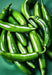 Serrano, Hot Pepper - BoxGardenSeedsLLC - Peppers,Eggplants - Seeds - USA Seller, Thank you for shopping here today, Naturally Grown GMO Free Seeds, Heirloom Open Pollinated Seeds, Fresh Top Quality Premium Seeds