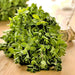 Sweet Marjoram, Herb, - BoxGardenSeedsLLC -Abundant Stock SALE - Seeds