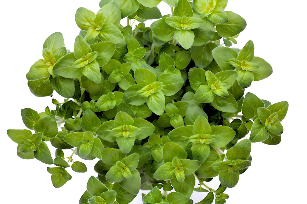 Sweet Marjoram, Herb, -- BoxGardenSeedsLLC -Abundant Stock SALE - Seeds