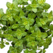 Sweet Marjoram, Herb, - BoxGardenSeedsLLC -Abundant Stock SALE - Seeds