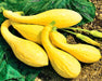 Summer Squash, Seed Kit, -- BoxGardenSeedsLLC -Squash,Pumpkins - Seeds