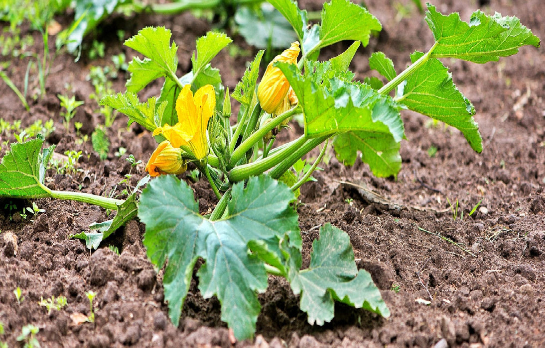 Summer Squash, Seed Kit, - BoxGardenSeedsLLC -Squash,Pumpkins - Seeds