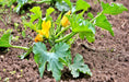 Summer Squash, Seed Kit, -- BoxGardenSeedsLLC -Squash,Pumpkins - Seeds