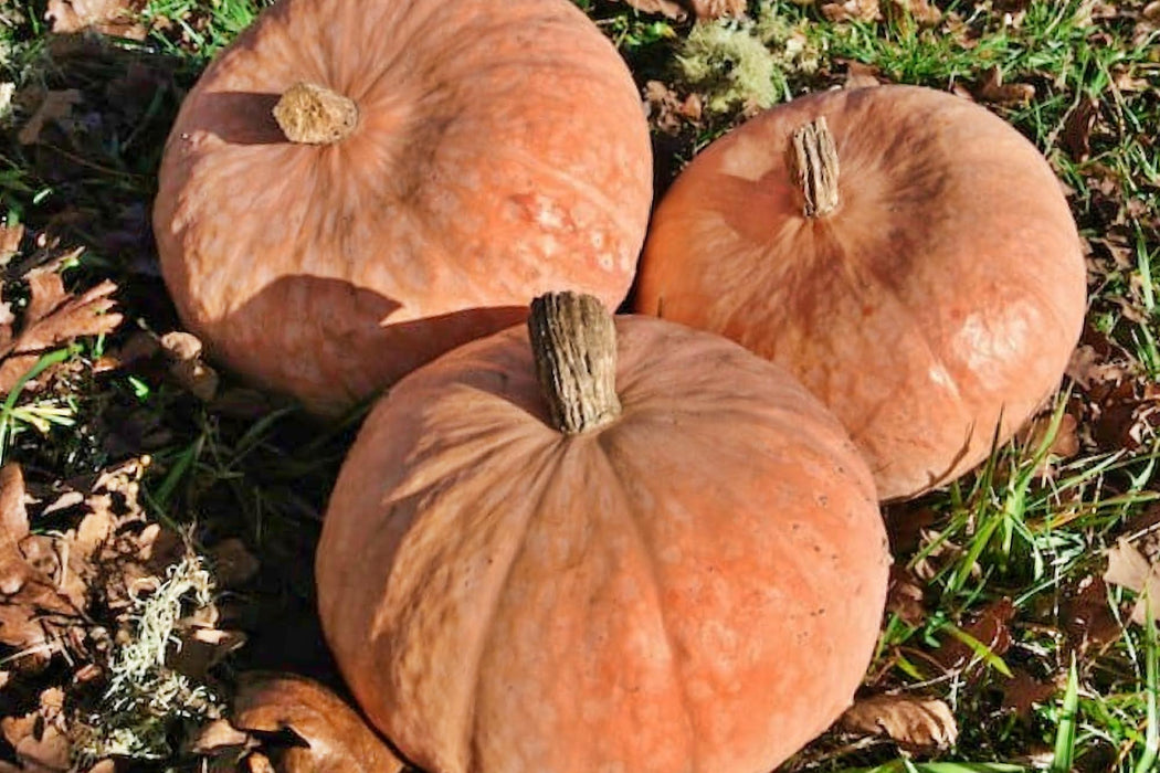 Lower Salmon River, Winter Squash, - BoxGardenSeedsLLC -Squash,Pumpkins - Seeds