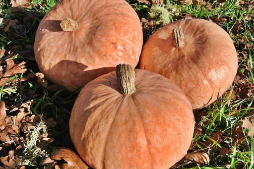 Lower Salmon River, Winter Squash - BoxGardenSeedsLLC -Squash,Pumpkins - Seeds
