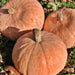 Lower Salmon River, Winter Squash, - BoxGardenSeedsLLC -Squash,Pumpkins - Seeds