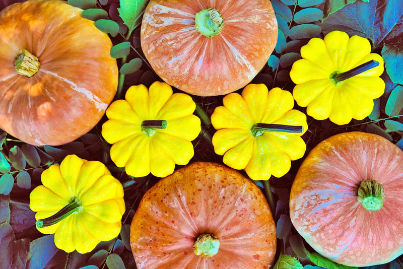 Lower Salmon River, Winter Squash - BoxGardenSeedsLLC - Squash,Pumpkins - Seeds - USA Seller, Thank you for shopping here today, Naturally Grown GMO Free Seeds, Heirloom Open Pollinated Seeds, Fresh Top Quality Premium Seeds