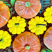 Lower Salmon River, Winter Squash, - BoxGardenSeedsLLC -Squash,Pumpkins - Seeds