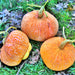 Lower Salmon River, Winter Squash, - BoxGardenSeedsLLC -Squash,Pumpkins - Seeds